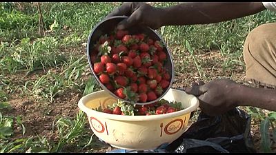 Le business des fraises au Burkina Faso et le cacao de Côte d'Ivoire[Business Africa]