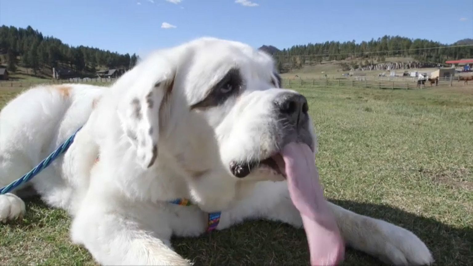 A maior língua de cão do mundo