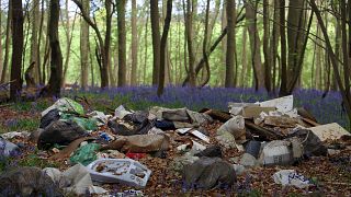 Bluebells grow near piles of trash dumped near the Brocket Hall Estate
