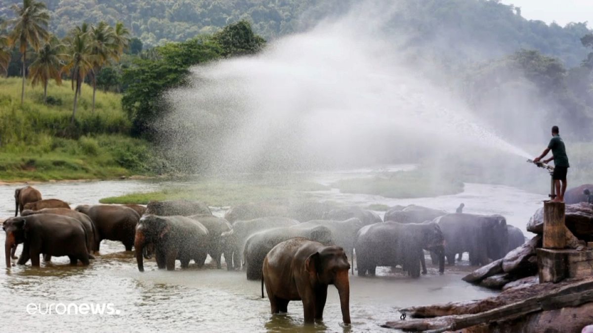 Купание слонов в Шри-Ланке