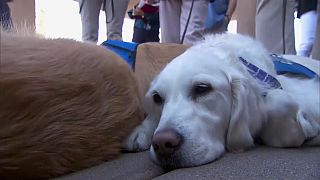 Terápiás kutyák segítenek Las Vegasban