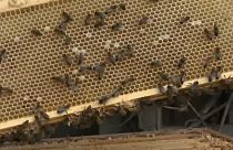 Honig ist mit Pestiziden verseucht