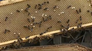 Bad news for bees