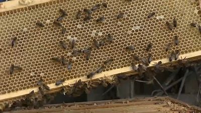 Ação do homem está a contaminar as abelhas