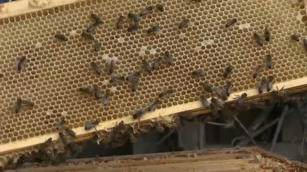 Ação do homem está a contaminar as abelhas Ação do homem está a contaminar as abelhas
