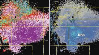 Mysterious colourful pattern on weather radar caused by butterflies