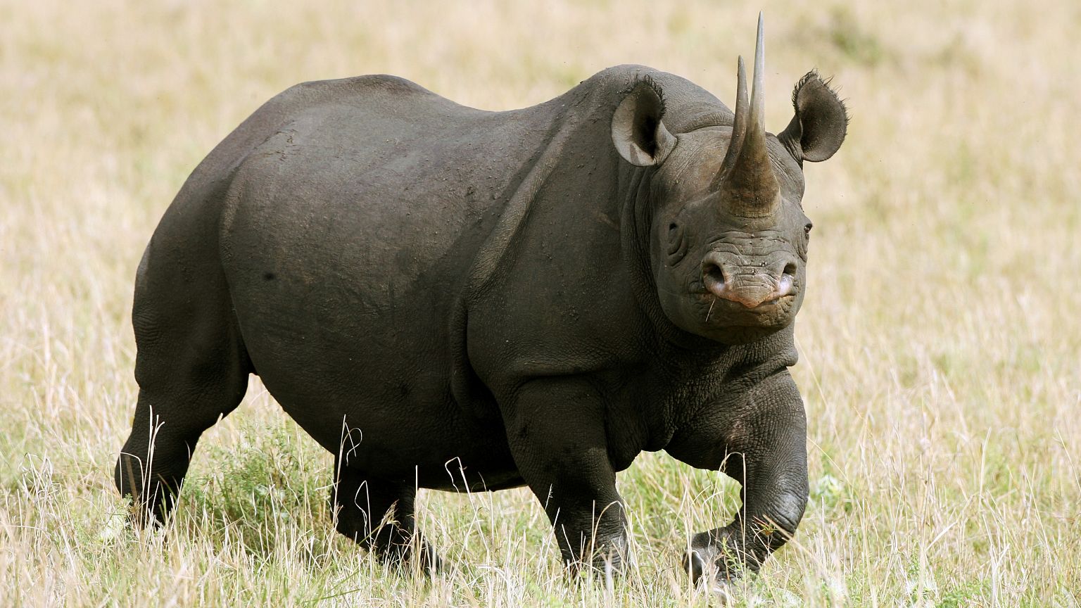 Image: Black Rhino