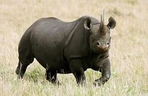 Image: Black Rhino