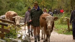 Almanya'da inekler yaylalardan indi