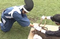 مراسم بریدن شاخ گوزن‌ها در ژاپن