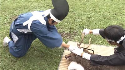 Ритуал обрезания рогов у оленей в Наре