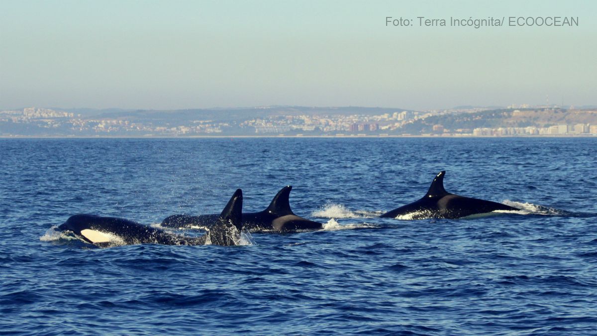 Grupos de orcas brilham ao largo da costa portuguesa