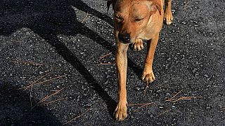 Το σκυλάκι του σχολείου που είχε χαθεί με το σεισμό επανεμφανίστηκε μόλις χτύπησε το κουδούνι