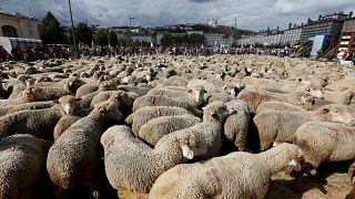 Sheep take to the streets in France as farmers protest wolf protection