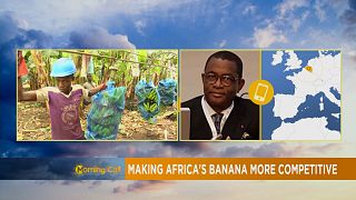 Rendre la banane africaine plus compétitive