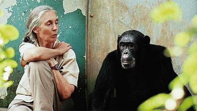 Premier of primatologist Jane Goodall biopic