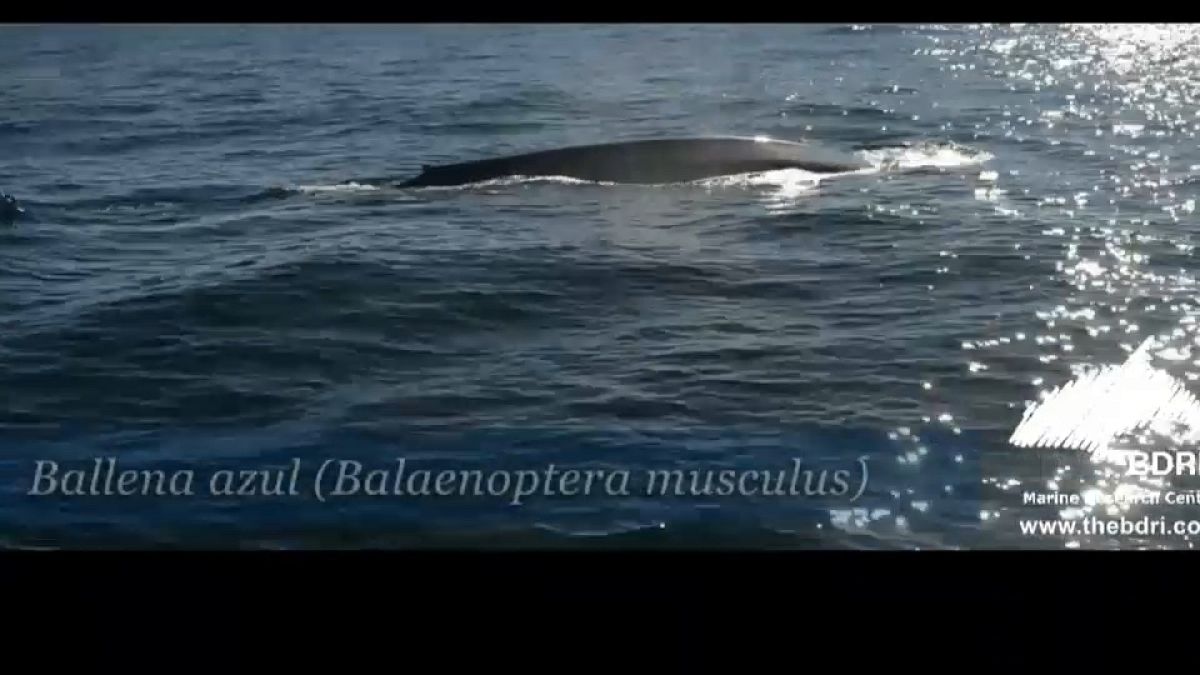 Des baleines bleues au large des côtes de Galice