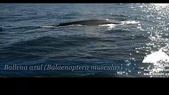 Blauwale vor der Küste Spaniens verblüffen Forscher