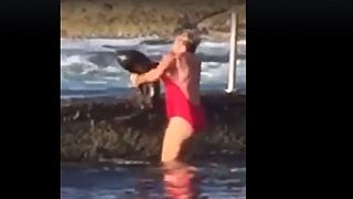 Yaşlı kadın havuzda mahsur kalan köpekbalığını kurtardı
