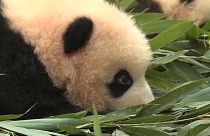 Ersatzmütter für Pandas