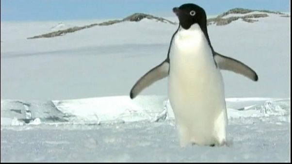 Les manchots Adélie, menacés dans l'Antarctique Les manchots Adélie, menacés dans l'Antarctique