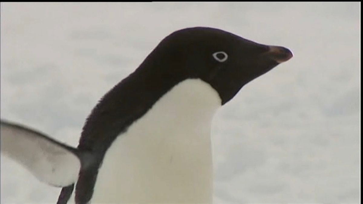 نجا صغيران فقط.. "موسم تكاثر كارثي" لبطريق القطب الجنوبي