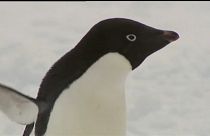 Mass starvation decimates Penguin colony's chicks