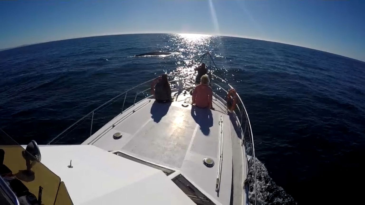 A las ballenas azules les gusta Galicia