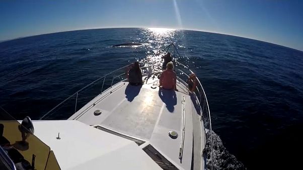 A las ballenas azules les gusta Galicia A las ballenas azules les gusta Galicia