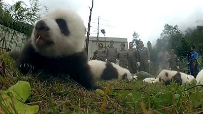 Pandas, leurs premiers pas