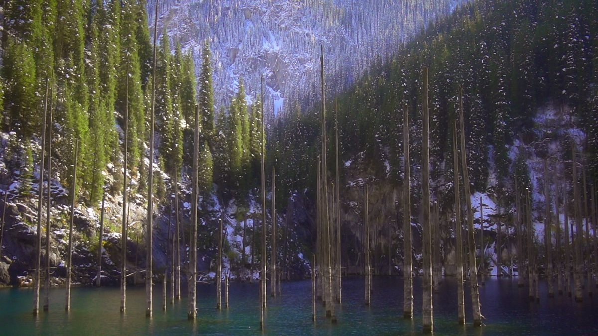 آلماتي: منظر فريد لغابة من الأشجار المنقلبة على رؤوسها في بحيرة كايندي