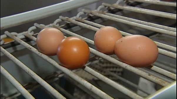 Fipronil, il prezzo delle uova alle stelle Fipronil, il prezzo delle uova alle stelle