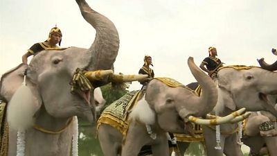 Слоны на церемонии в память короля Таиланда