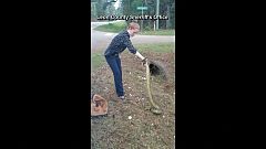 Schlangen fangen in Florida