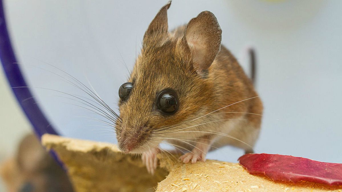 Fastfood-Mäuse in New York: Gibt es bald eine neue Spezies?