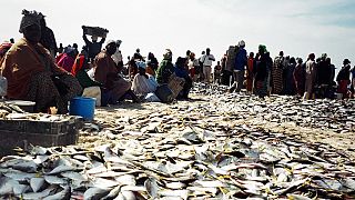 Sénégal : Aywajieune, une plateforme en ligne pour limiter des invendus de poisson