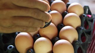 Tracciabilità: se le uova sono deposte in loco... le galline da dove arrivano?
