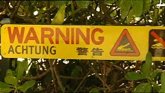 Fiel 79-jährige Australierin einem Krokodil zum Opfer?