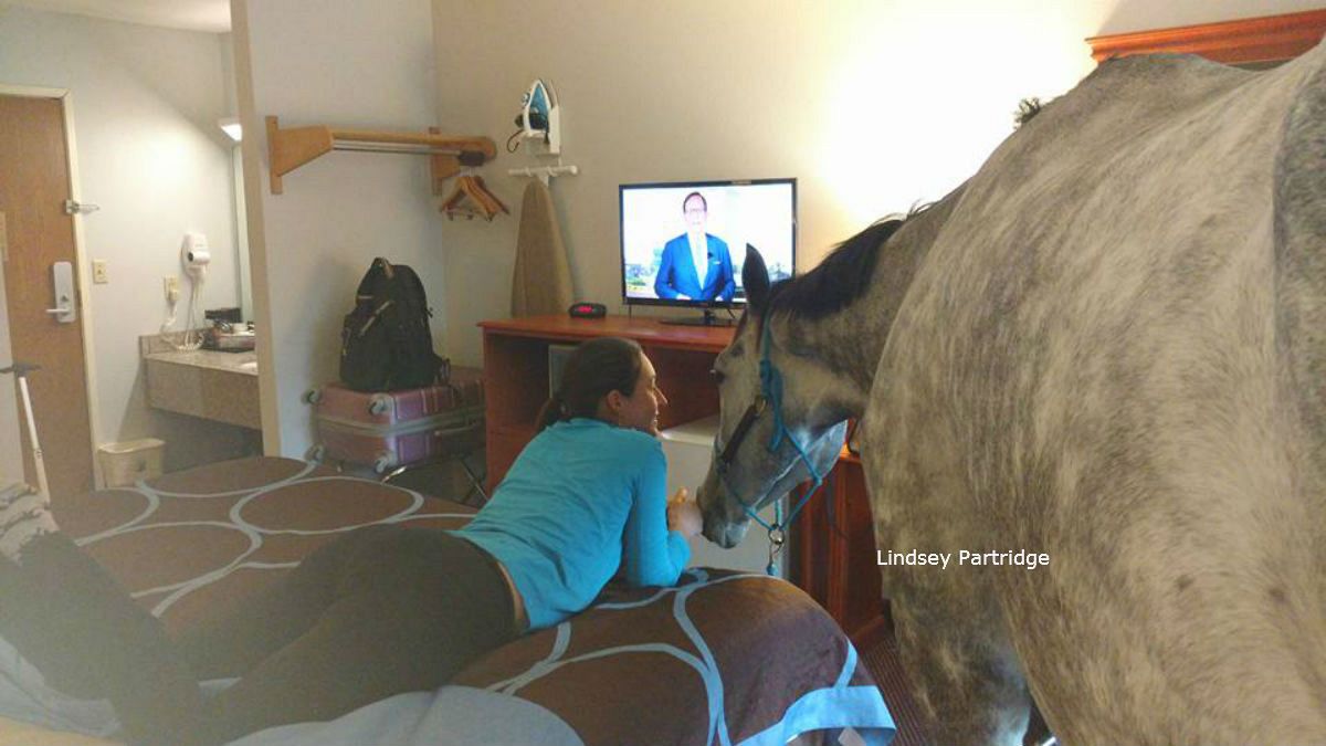 بالفيديو: حصان يتقاسم مع سيدة غرفة فندقية!