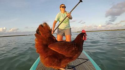 Navegando con una gallina por Florida