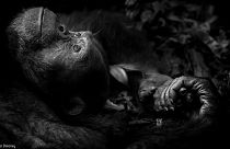 Un rinoceronte dal corno strappato è la più bella foto naturalistica 2017