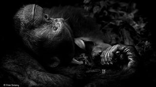 Un rinoceronte dal corno strappato è la più bella foto naturalistica 2017