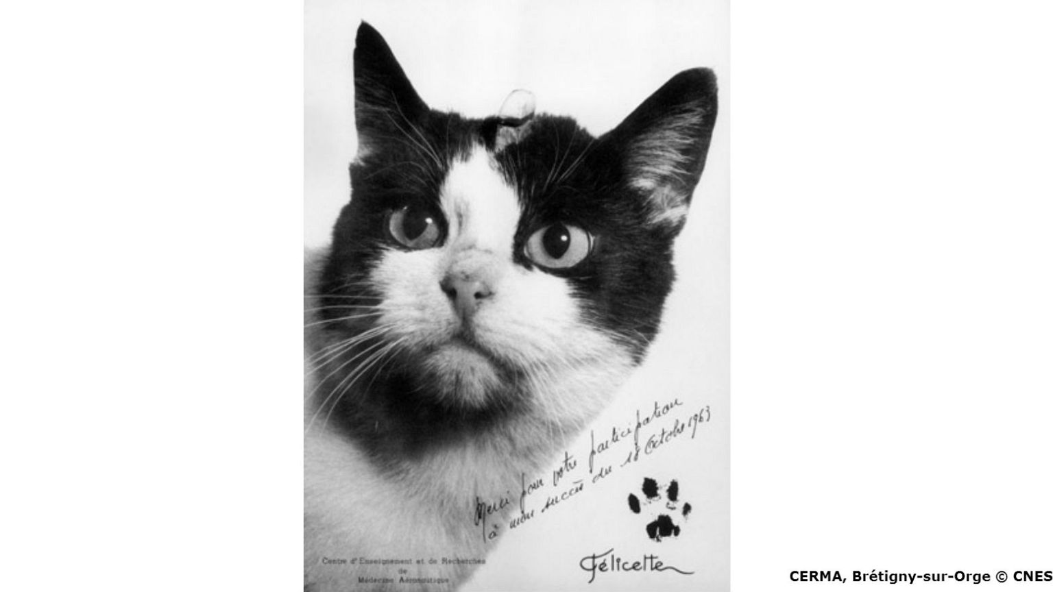 Félicette, le premier astrochat de l’histoire