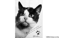 54 years since the first cat in space