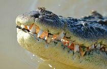 جسد پیرزن استرالیایی در شکم کروکودیل پیدا شد