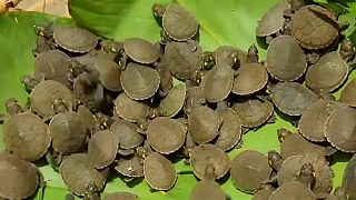 Peru: Junge Schildkröten im Amazonas ausgesetzt