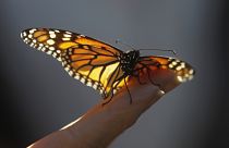 'Dramatic' decrease of flying insects awakens environmental concerns