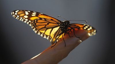'Dramatic' decrease of flying insects awakens environmental concerns