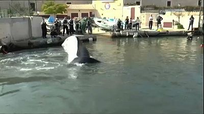 Eltévedt egy bálna Marseille-ben
