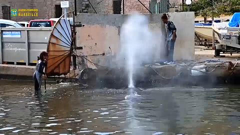 Una ballena despistada en el puerto de Marsella